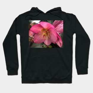 The Tender Winter Pink Hellebore Hoodie